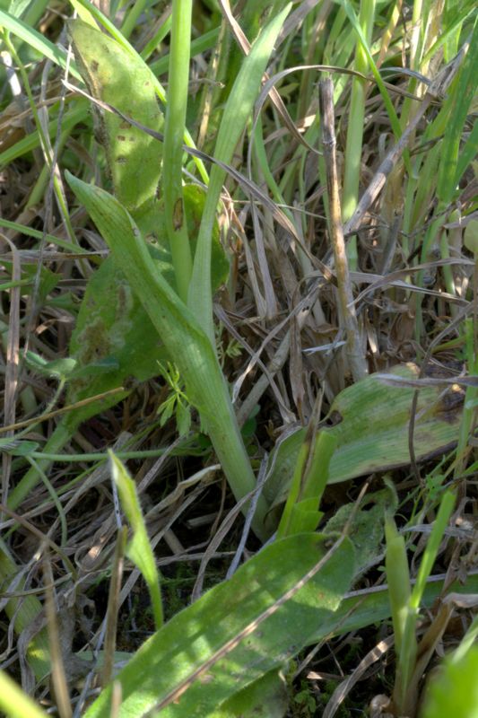 Ophrys tenthredinifera